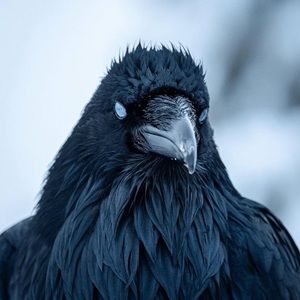 Meet your Posher, Elvis